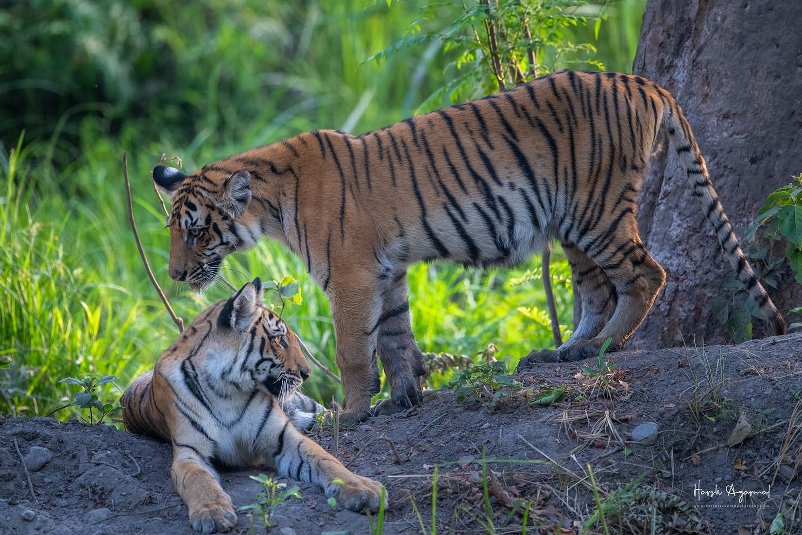 Wildlife & Nature